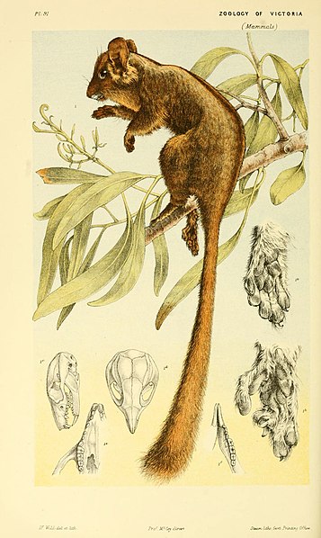 File:Natural history of Victoria (Pl. 91) (5998289625).jpg