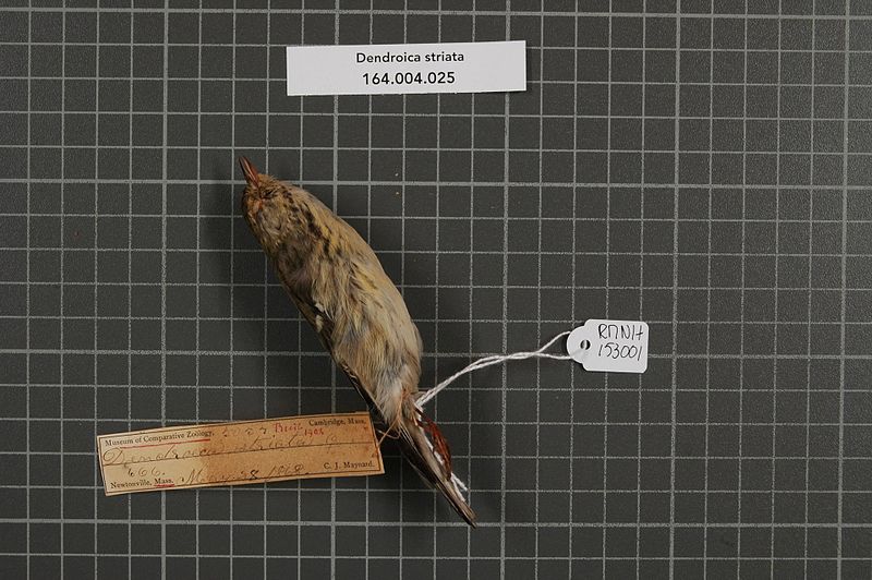 File:Naturalis Biodiversity Center - RMNH.AVES.153001 1 - Dendroica striata (Forster, 1772) - Parulidae - bird skin specimen.jpeg