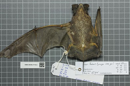 Naturalis Biyoçeşitlilik Merkezi - RMNH.MAM.27194.b ven - Tadarida aegyptiaca aegyptiaca - skin.jpeg