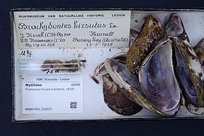 Descripción de la imagen Centro de Biodiversidad Naturalis - RMNH.MOL.316227 - Trichomya hirsuta (Lamarck, 1819) - Mytilidae - Concha de molusco.jpeg.