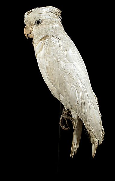 File:Naturalis Biodiversity Center - ZMA.AVES.142 1 LAT - Cacatua ducorpsii Pucheran, 1853 - Psittacidae - skin specimen.jpeg