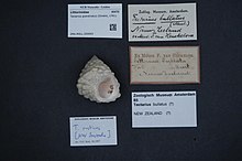 Naturalis Biodiversity Center - ZMA.MOLL.320003 - Tectarius grandinatus (Gmelin, 1791) - Littorinidae - Mollusc shell.jpeg
