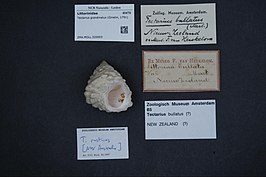 Tectarius grandinatus