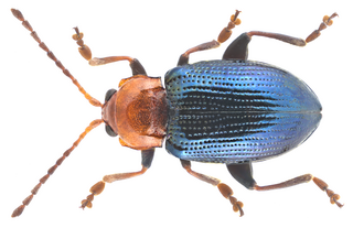 <i>Neocrepidodera peirolerii</i> Species of beetle