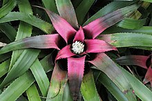 Neoregelia pendula 20090627.jpg