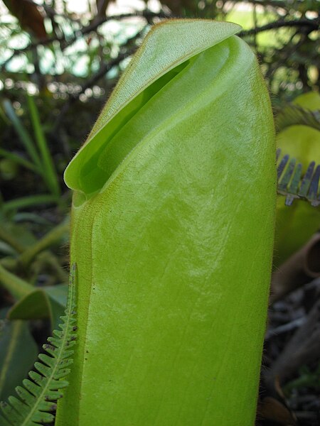 File:Nepenthes chaniana 7.jpg
