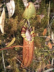 Nepenthes ovata x spectabilis.jpg
