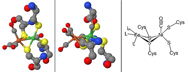 Figure 6. Illustration of the [NiFe] hydrogenase active site inhibited by CO. Top-down view (left). Side view (center). Chemdraw depiction of the inhibited active site (right). The figure was prepared with Jmol and coordinates from 1UBK.pdb. Ni ion = green; Fe ion = orange; sulfur = yellow; oxygen = red; carbon = dark gray; nitrogen = blue. NiFe-CO inhibited.jpg