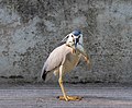 Image 1015Night heron (Nycticorax nycticorax) after catching a carp (Cyprinus carpio), Gulbenkian Park, Lisbon, Portugal