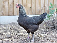 14-month-old Norfolk Grey hen with a full crop Norfolk Grey hen with full crop.jpg