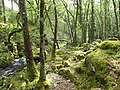 2017年1月6日 (金) 08:02時点における版のサムネイル