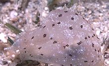 NotarchusPunctatusSeaSlug.jpg