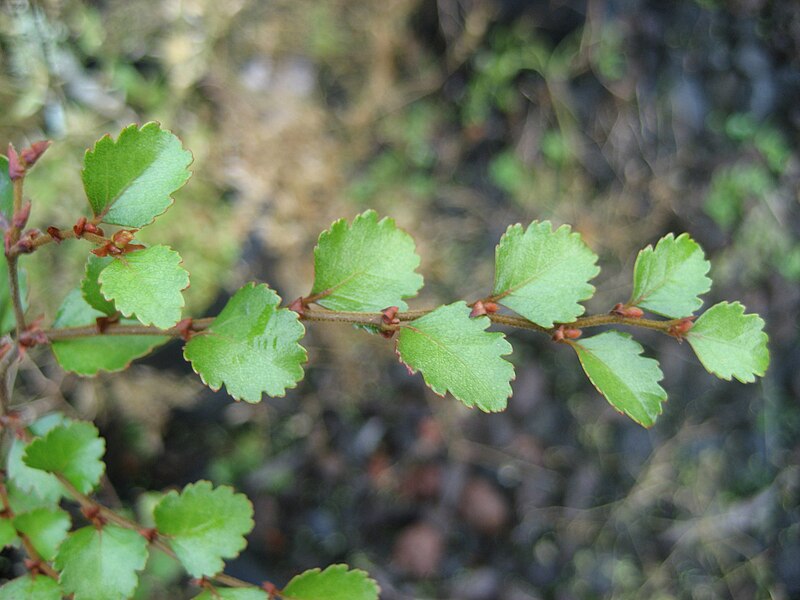 File:NothofagusMenziesii003.jpg