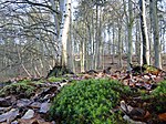 Naturschutzgebiet Teterower Heidberge