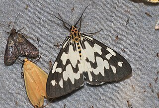 <i>Nyctemera ludekingii</i> Species of moth