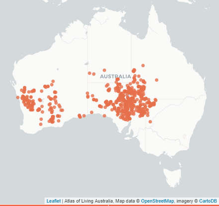 Map of recorded Sturt pigface distributions across Australia (905 on record) Occurrence record map (905).png