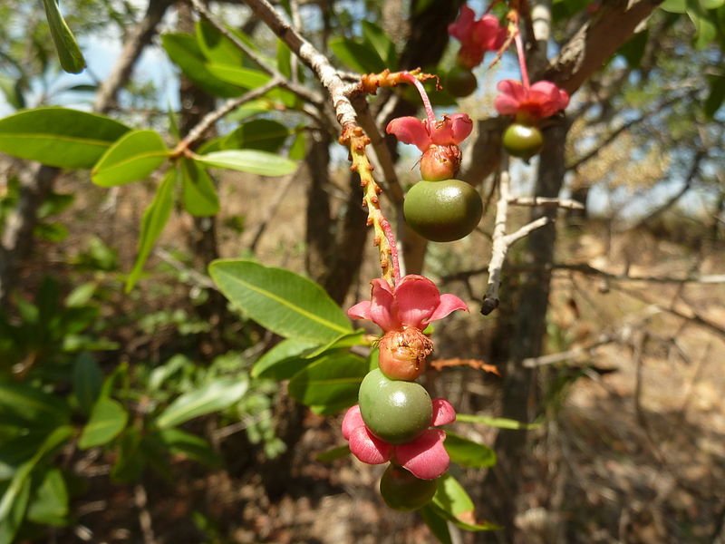 File:Ochna pulchra, vrugte, c, Faerie Glen NR.jpg