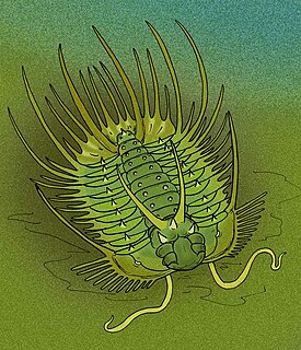 <i>Odontopleura</i> Extinct genus of trilobites