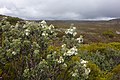 Olearia obcordata