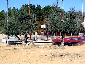 Oliventræer, Revivim, Israel.