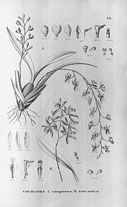 plate 44 Oncidium strictum (as syn. Cochlioda sanguinea), Oncidium vulcanicum (as syn. Cochlioda vulcanica)