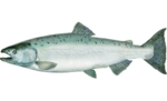 Oncorhynchus tshawytscha.png