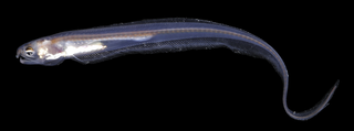 <i>Onuxodon fowleri</i> Species of fish