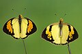 * Nomination Open wing Basking of Ixias pyrene (Linnaeus, 1764) - Yellow Orange-tip (Male- left , Female - Right) WLB --Anitava Roy 08:42, 25 June 2023 (UTC) * Decline  Oppose why do you keep submitting oversaturated images of butterflies with backgrounds replaced? --Charlesjsharp 14:47, 26 June 2023 (UTC)