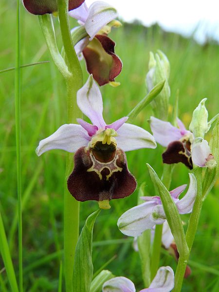 File:Ophrys holoserica 33.jpg