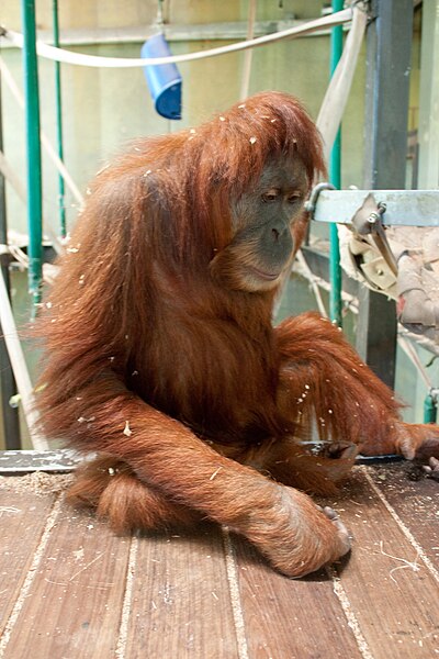File:Orangutan (4989107179).jpg