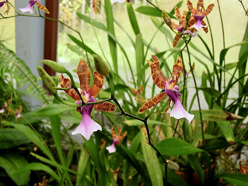 File:Orchidaceae Miltonia clowesii 1.jpg