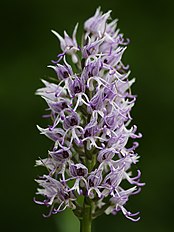 Orchis simia France - Givet