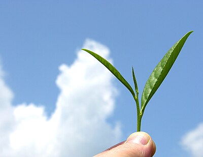 Organic mountain grown tea leaf.jpg