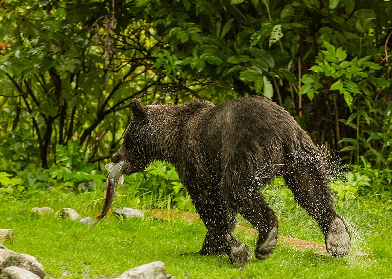 File:Oso pardo (Ursus arctos), Parque Estatal de Recreo del Lago Chilkoot, Haines, Alaska, Estados Unidos, 2017-08-26, DD 04.jpg