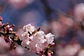 P258 遅咲寒桜 Osozakikanzakura 花の写真
