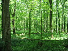 Forest at Otter Creek Outdoor Recreation Area, Meade County, Kentucky Otter Creek Park 2.jpg