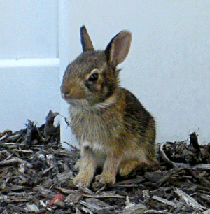 Eastern Cottontail