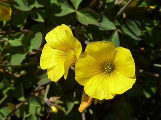 <i>Oxalis valdiviensis</i> Species of flowering plant