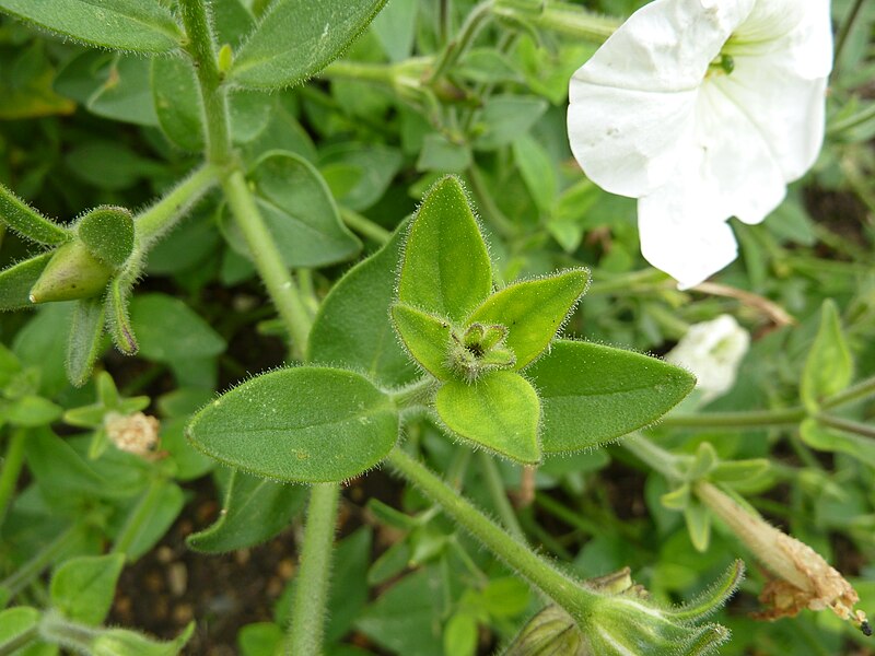 File:P1000490 Petunia axillaris (Solanaceae) Leaf.JPG