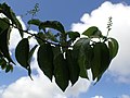 branche de Trichostigma octandrum portant des grappes de boutons floraux