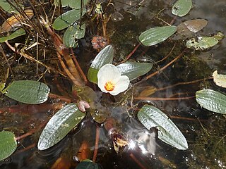 <i>Ottelia ovalifolia</i> Species of flowering plant