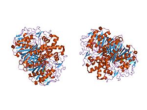 PDB 1oxh EBI.jpg