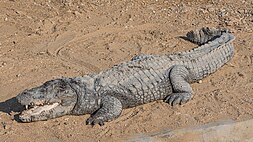 Krokodýli: Význam a základní popis, Etymologie, Evoluce
