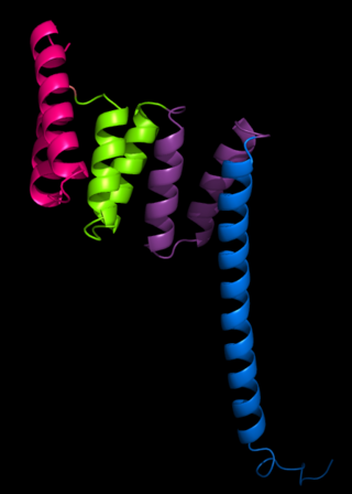 <span class="mw-page-title-main">Tetratricopeptide repeat</span> Protein tandem repeat