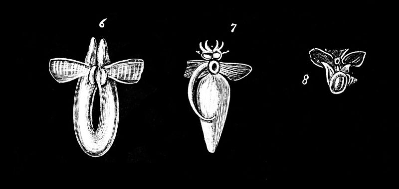 File:PSM V35 D340 Clinopsis krohnii clione borealis limacina arctica.jpg