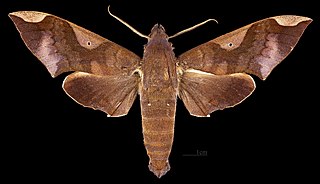<i>Pachylia syces</i> Species of moth