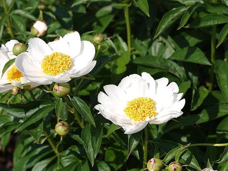 File:Paeonia 'Krinkled White'.jpg