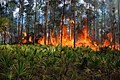 Přirozený požár v borovém porostu se serenoou na Floridě