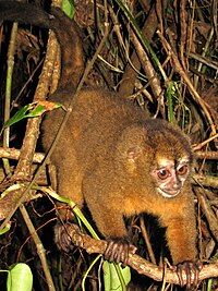 Aotus lemurinus zonalis