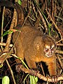 Le Miriquiña (Aotus lemurinus) est un tout petit singe, agile et nocturne, de pas plus d'1,3 kilogramme. Il a été décimé au profit d'expériences dans des laboratoires pharmaceutiques...